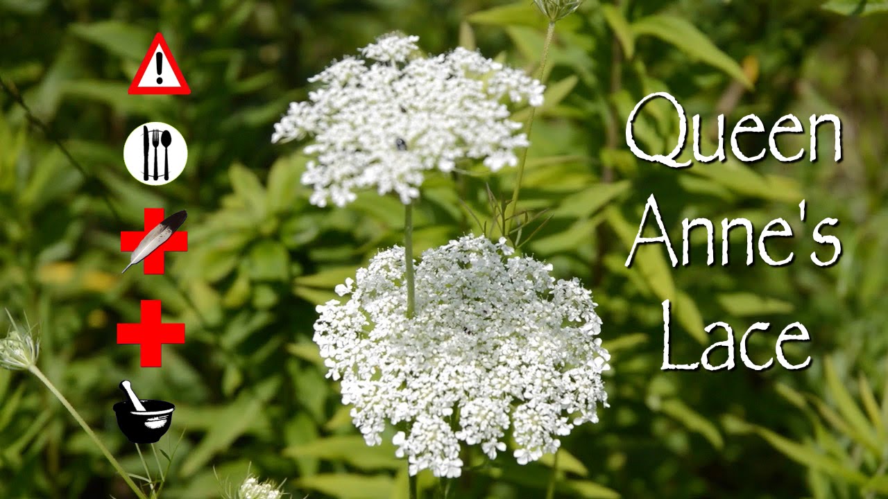 Queen Anne’s lace also known as cornflower is a type of wildflower native to Europe and North America.