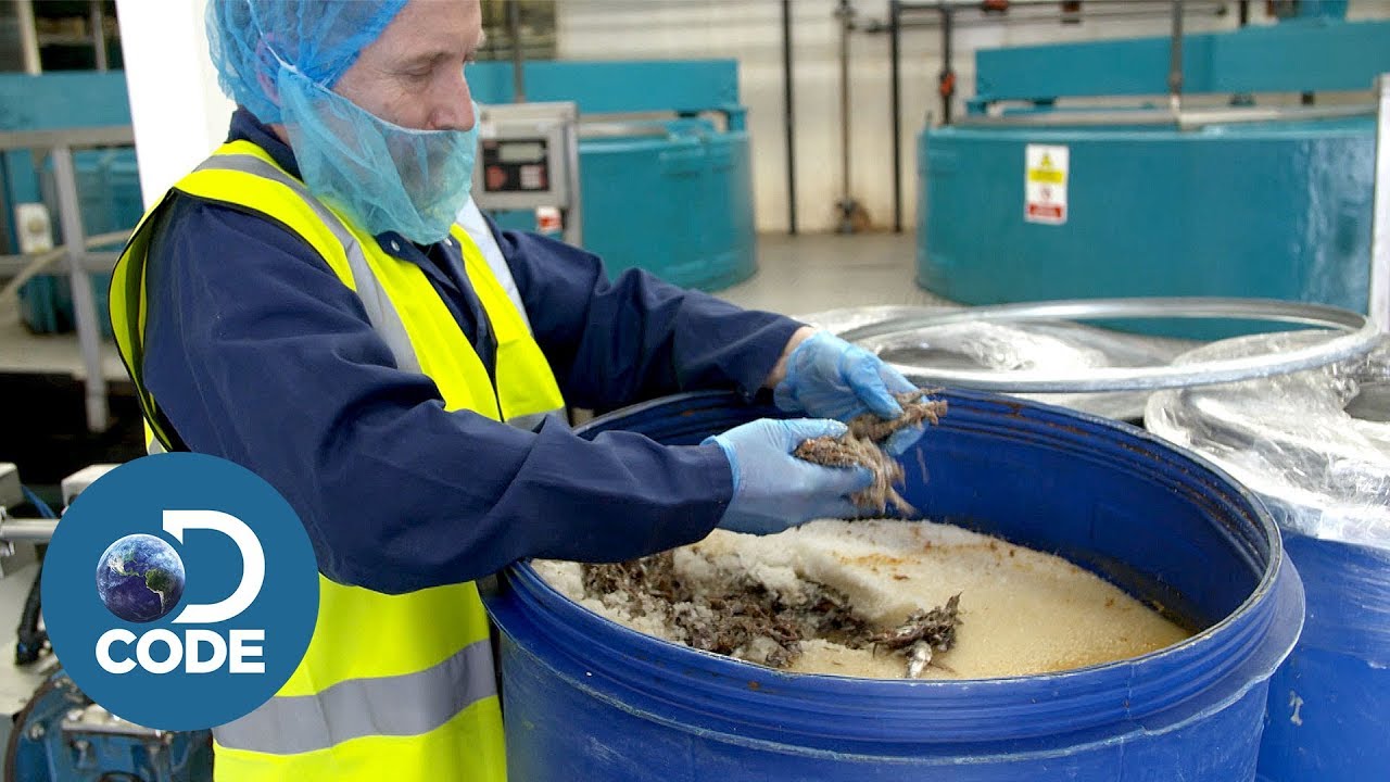 Have you ever wondered why Worcestershire sauce has anchovies in it?