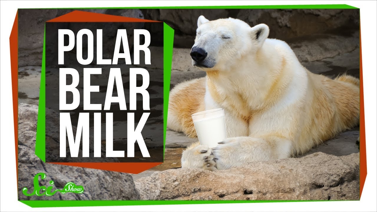 Polar bears eat seals, which are very fatty animals.