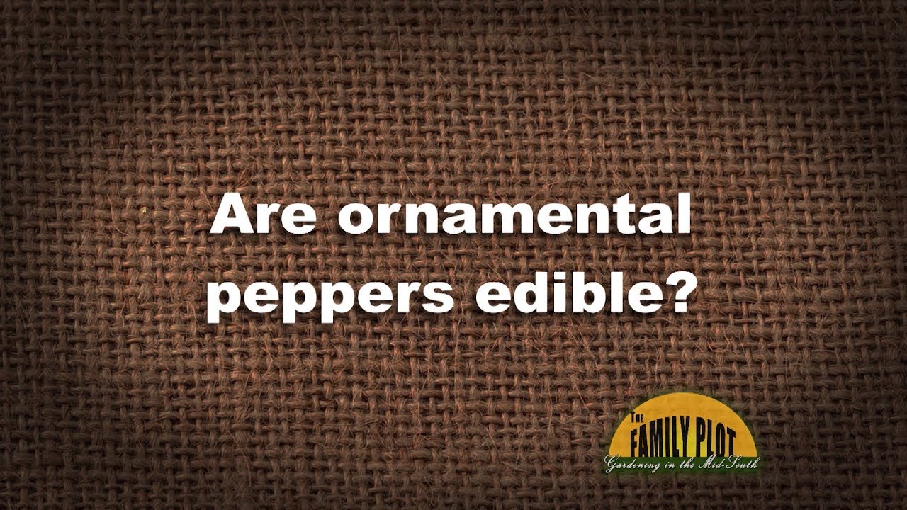 What do you think about ornamental peppers?