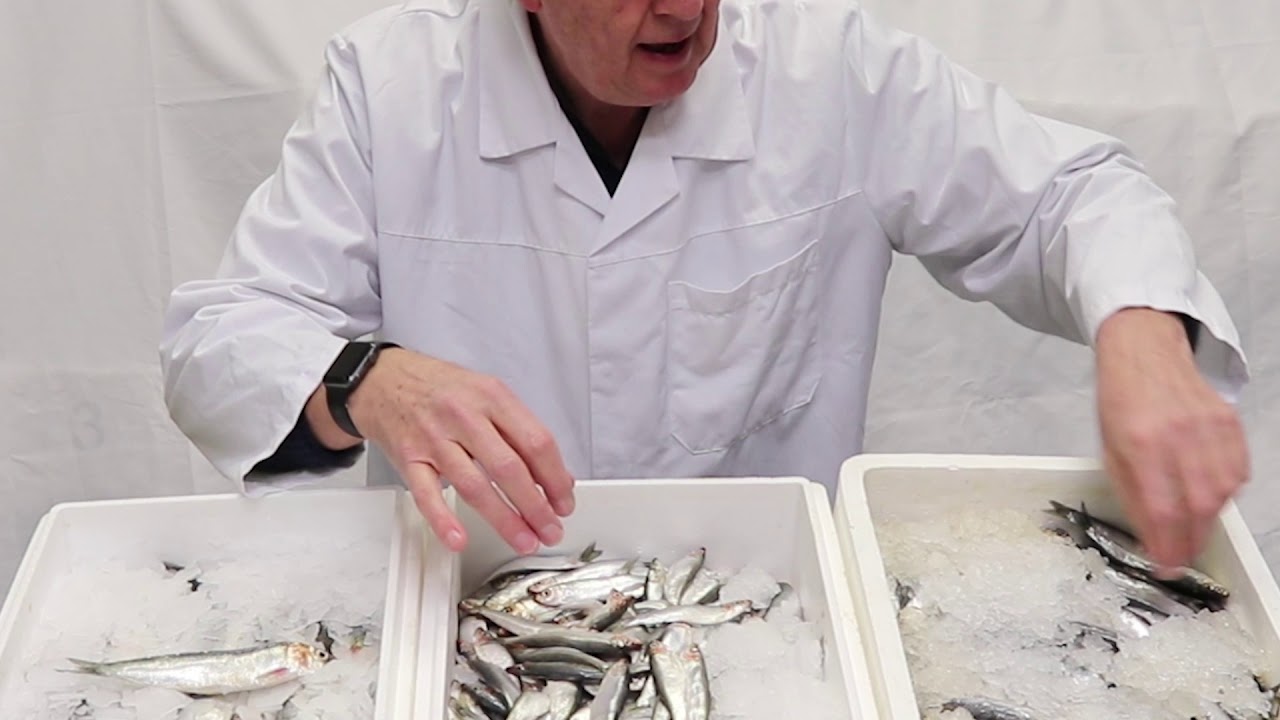 Anchovies are often confused with sardines.