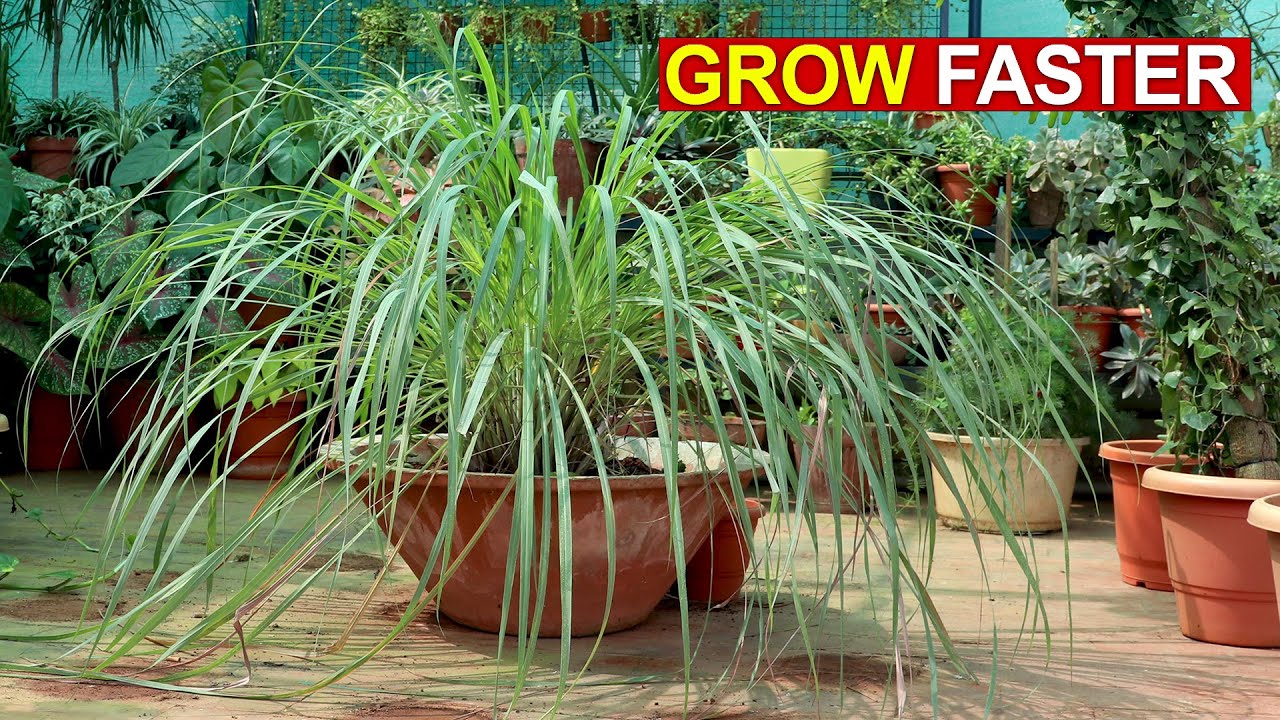What would happen if you replaced lemongrass with another spice or herb?