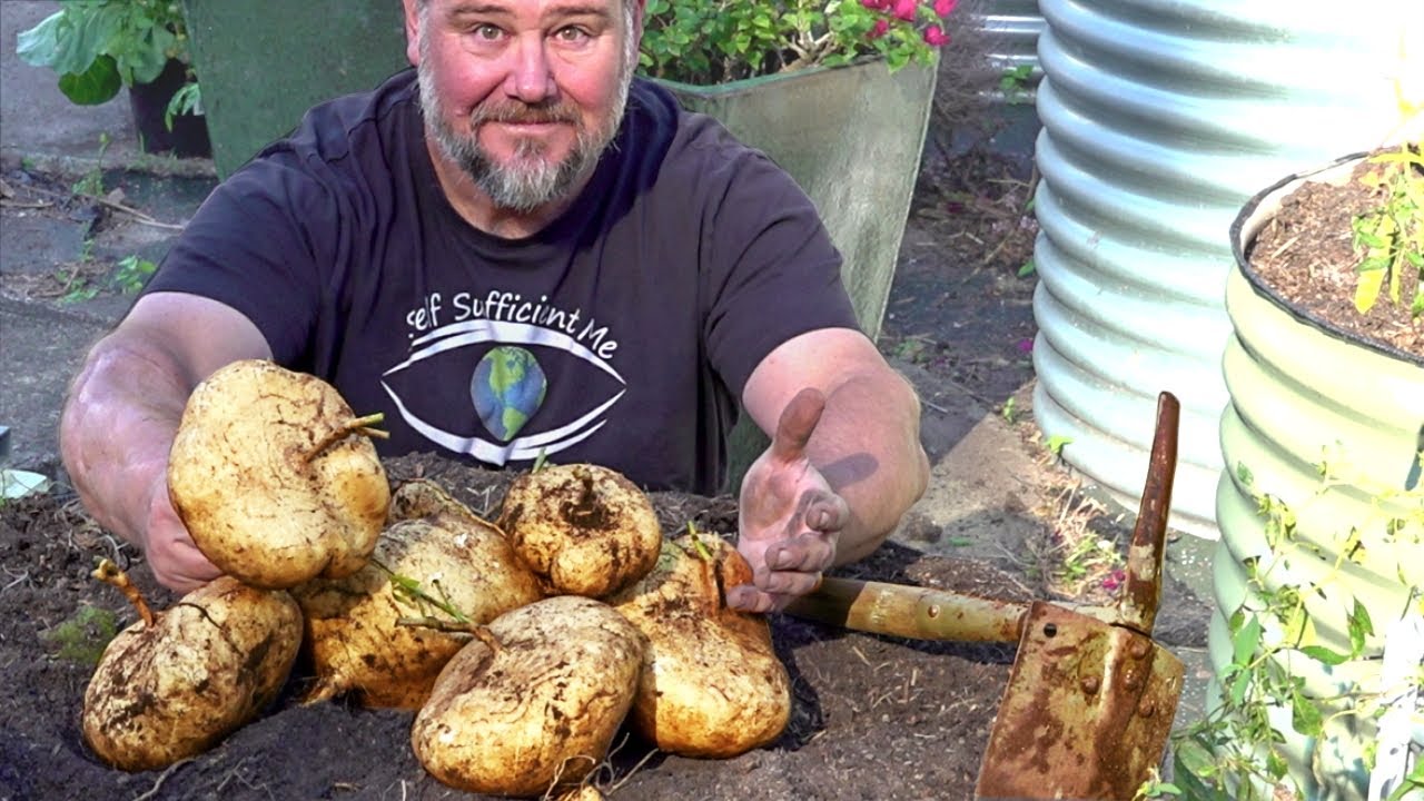 Jicama is a root vegetable native to Mexico and Central America.
