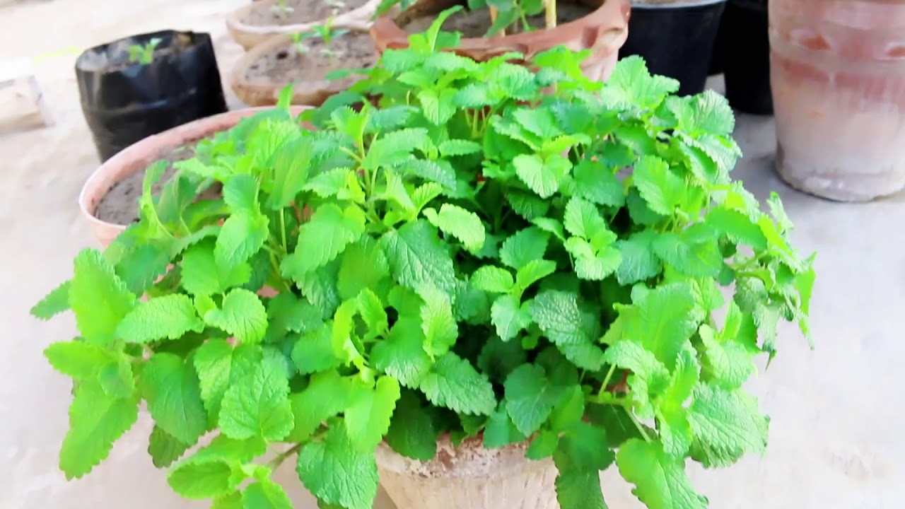 What makes Lemon Balm better than mint?