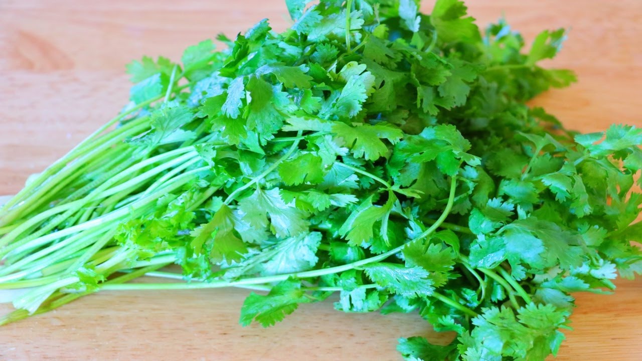 Cilantro is a common ingredient in Mexican cuisine.