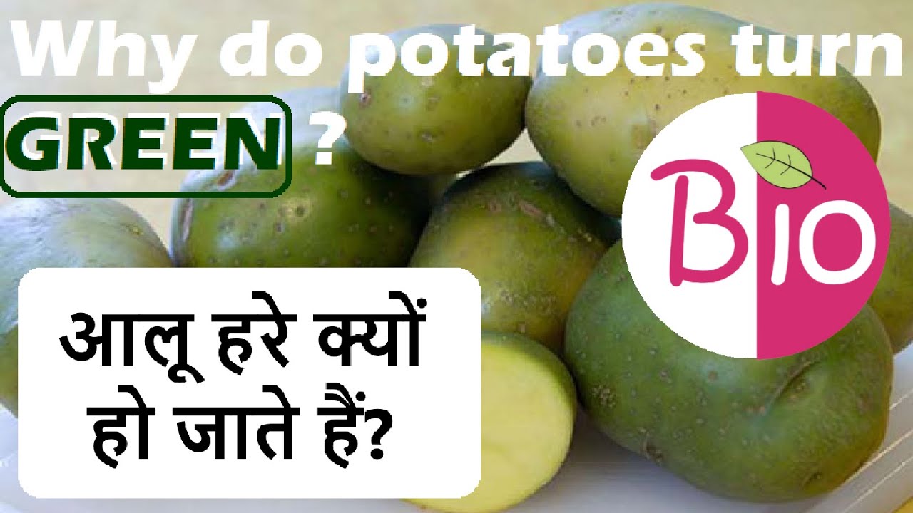 Potatoes turn green because they contain chlorophyll.