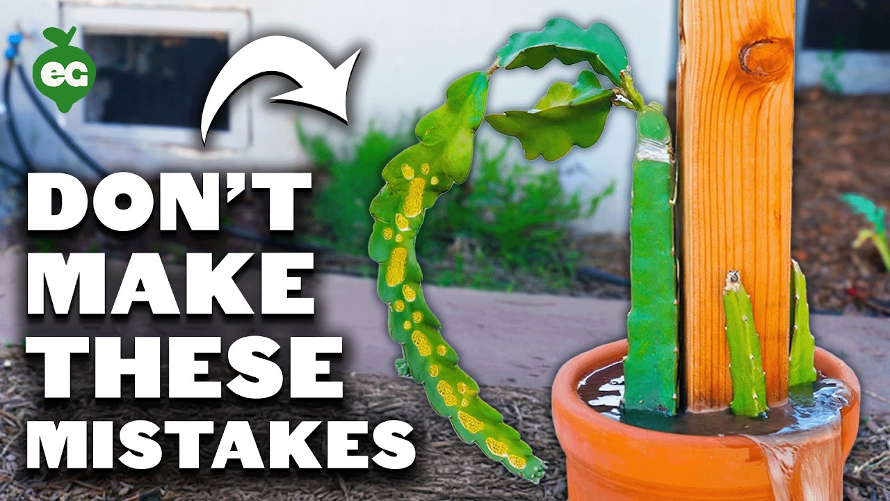 When is dragon fruit season?
