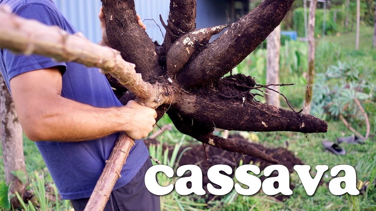 You probably already know that potatoes and yams are both tubers, but did you know they also come from two completely different plant families?