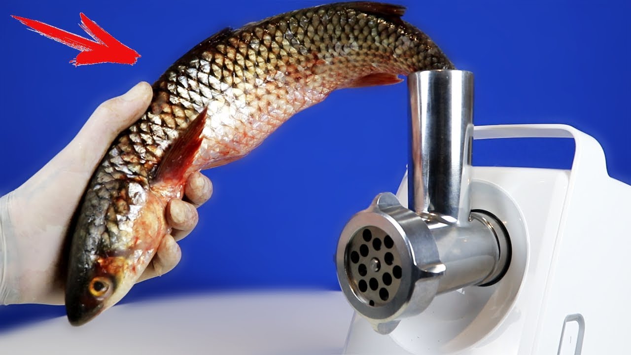 Have you ever wondered whether you can grind fish in a meat grinder?