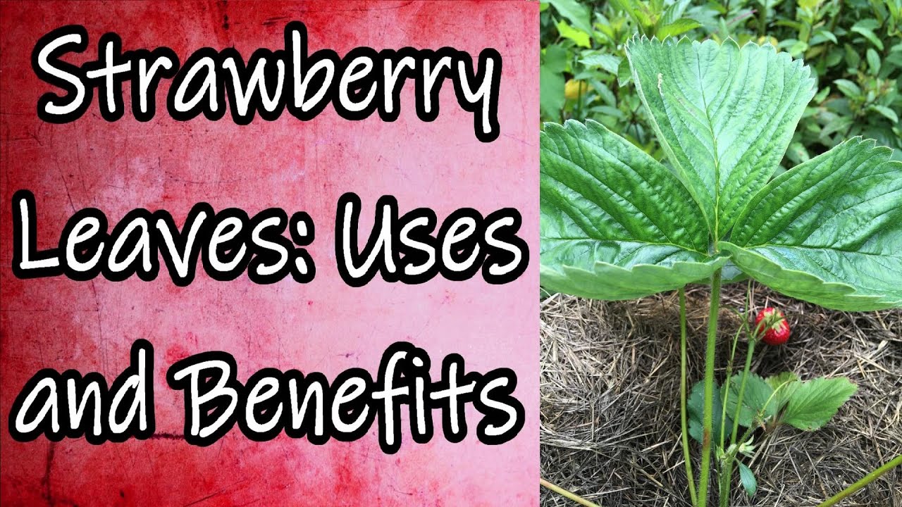 Can you eat strawberry leaves?