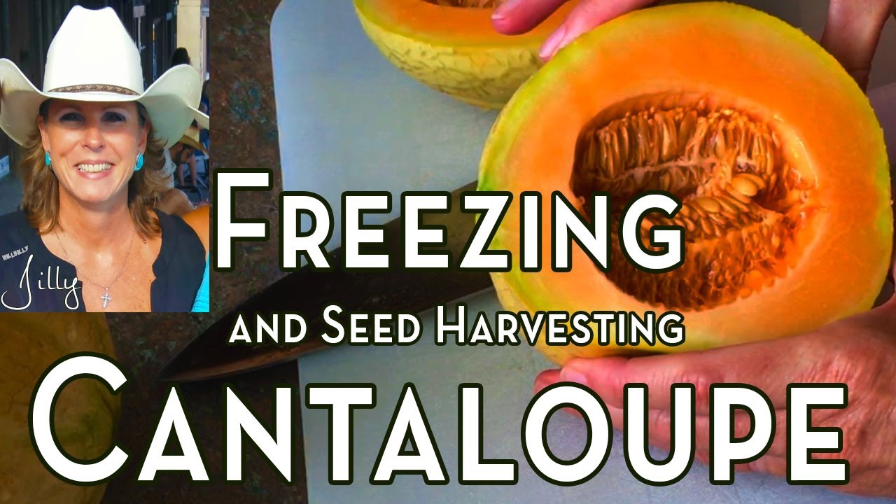 Are you wondering whether or not you can freeze fresh cantaloupe chunks?