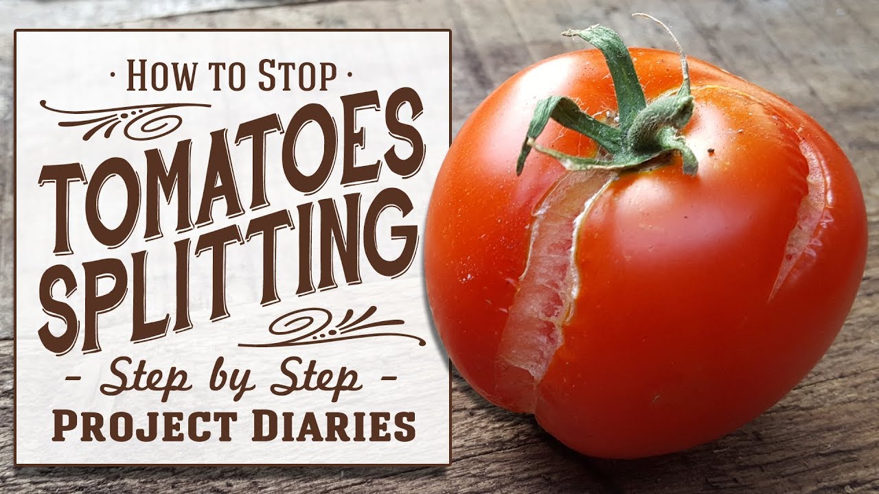 Tomato skins are tough because they contain a lot of water.