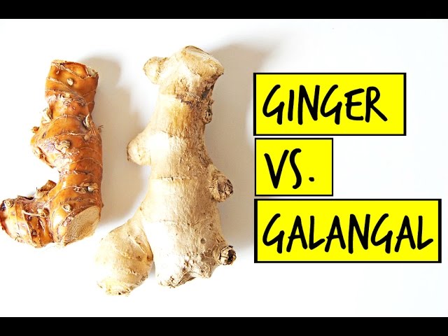 What is galangal?