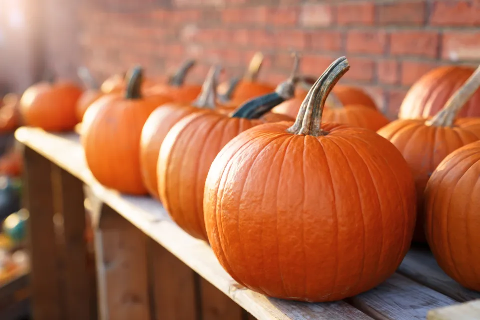 You’ve got a bunch of pumpkins left over from Halloween.