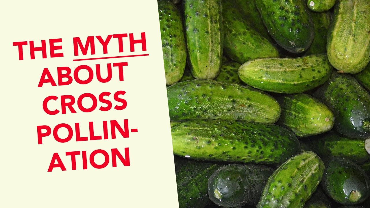 Cross pollination is a method of growing plants from seeds taken from two or more species.