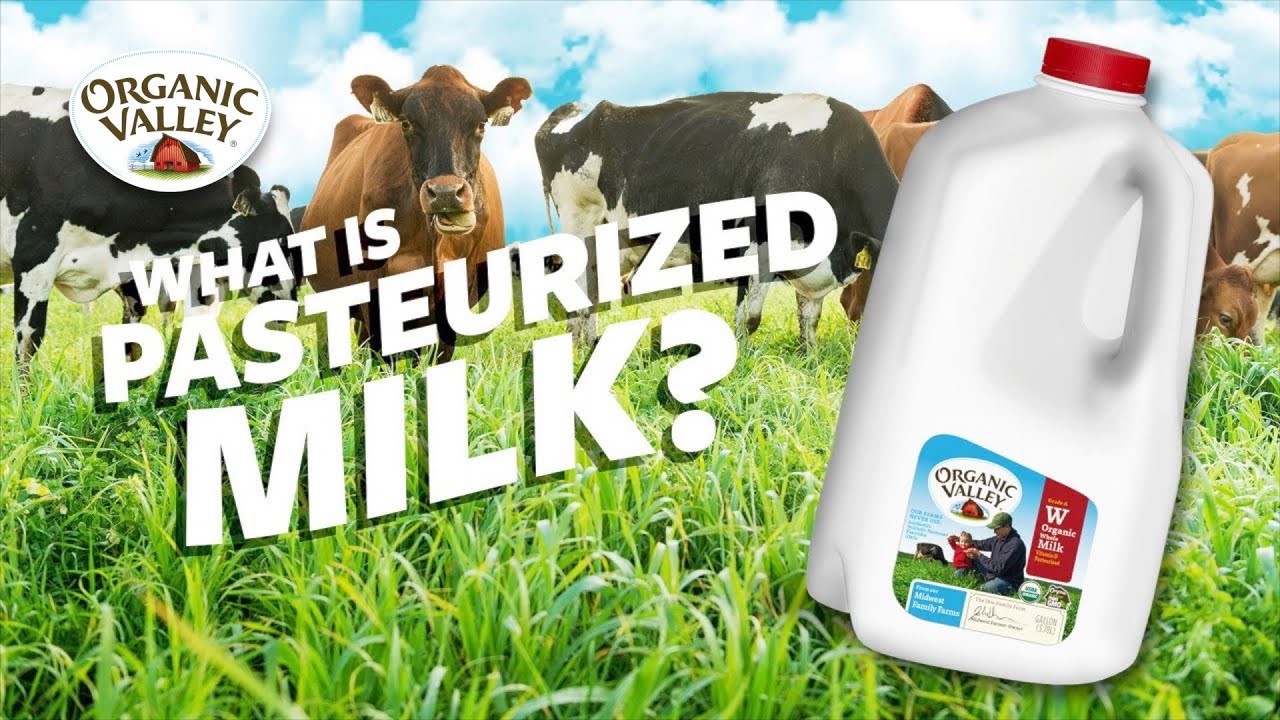Pasteurization is the process of heating milk to kill bacteria and extend its shelf life.