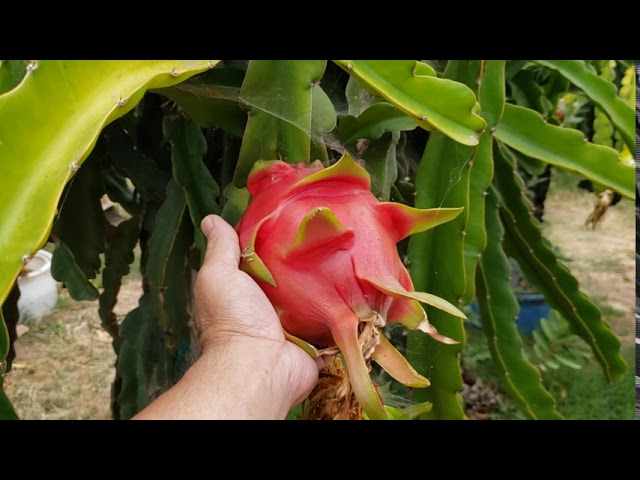 Dragon fruit or pitaya is a tropical fruit native to Southeast Asia.