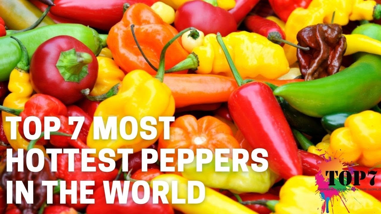 Pepper is a hot pepper from India.