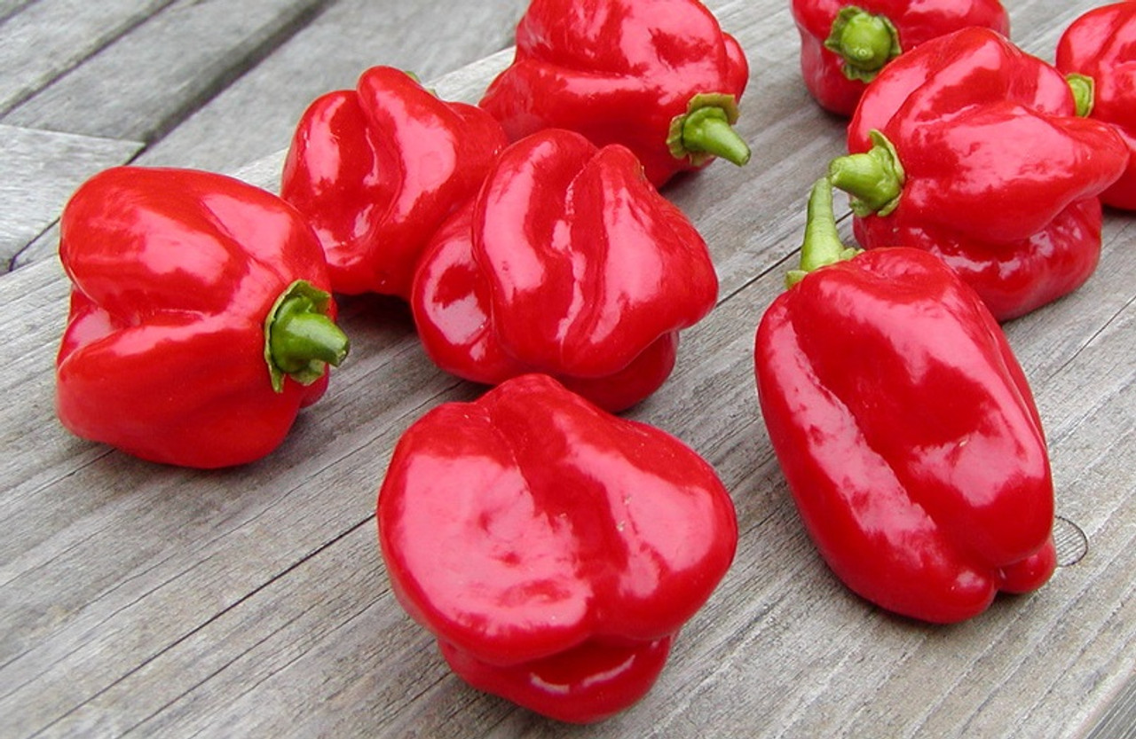 Habaneros are hot peppers from the Caribbean region.